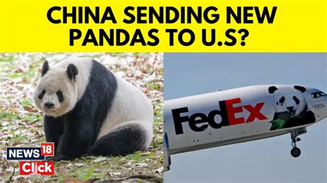 why are the dc pandas going back to china